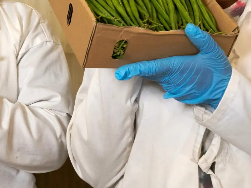 Packhouse workers handling export-packed French beans