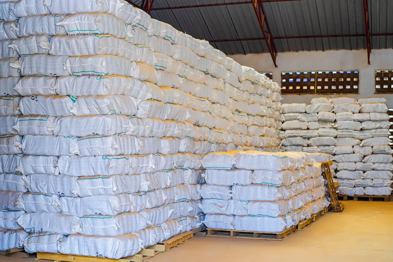 Clean Maize Grain