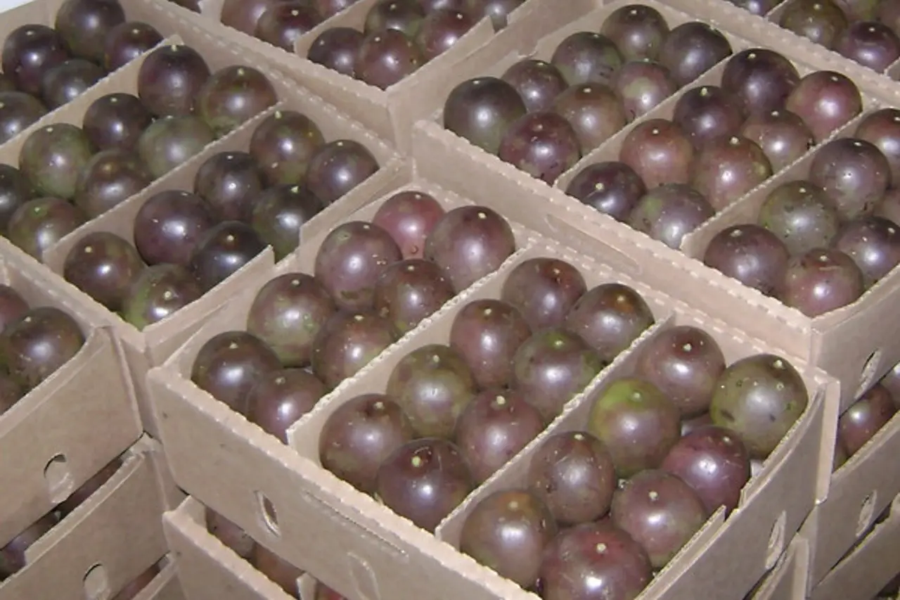 Purple Passion Fruit